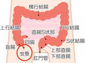 大腸の図