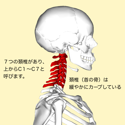 By Anatomography (en:Anatomography (setting page of this image)) [CC BY-SA 2.1 jp], via Wikimedia Commons（当サイトで文字を追加）