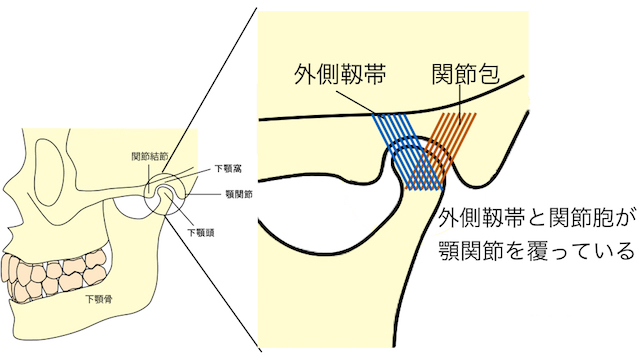 顎の解説図